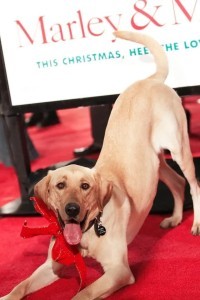 Clyde the Dog as Adult Marley in Marley & Me (12/2008)